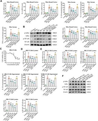 Calycosin attenuates renal ischemia/reperfusion injury by suppressing NF-κB mediated inflammation via PPARγ/EGR1 pathway